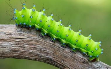 回顾活塞vs森林狼交战记录 狼队伤病满营正处五连败阴霾