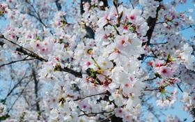 力量与技术的结合，詹姆斯推土机式隔扣对手