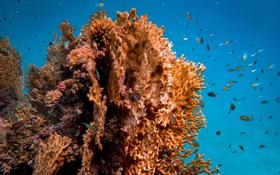 活塞队录像 NBA常规赛 对战vs公牛队回放 2023年11月13日 08:00比赛视频完整直播回看