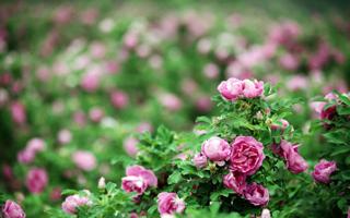 库尔勒市迪梨博足球俱乐部队录像 巴乐杯小组赛第1轮 对战vs喀什坦佐尔队回放 2026年01月01日 16:00比赛视频完整直播回看