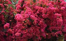 多米尼加男篮队录像 男篮世界杯小组赛 对战vs意大利队回放 2023年08月27日 16:00比赛视频完整直播回看