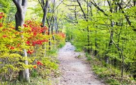 美国公开赛半决赛迈阿密队以5比4的比分险胜辛辛那提队晋级决赛