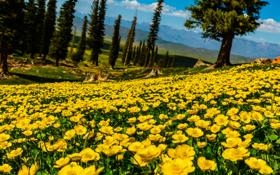 曼联vs纽卡前瞻：滕氏红魔冲击首冠 纽卡要指望卡里乌斯