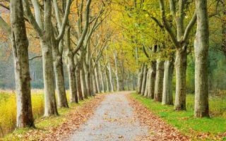 我也想打！特雷-杨：圣诞大战最重要 网友：来尼克斯年年打