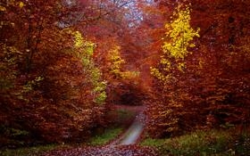 特鲁姆普队录像 斯诺克国际锦标赛第1轮 对战vs王信仲队回放 2023年11月05日 22:48:32比赛视频完整直播回看