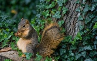 法媒：切尔西已为摩纳哥后卫巴迪亚希勒报价4000万欧