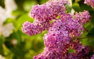 阿森纳队录像 足球友谊赛 对战vs曼联队回放 2023年07月23日 05:00比赛视频完整直播回看