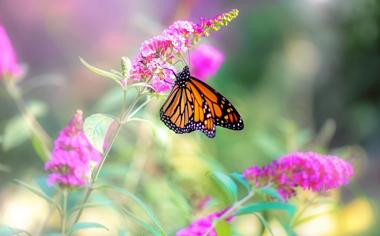 录像 2019斯诺克苏格兰赛 奥沙利文队-卡希尔 对战vs卡希尔队回放 比赛视频完整直播回看