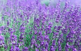 阿山/亨德拉队录像 世界羽毛球锦标赛男双16强赛 对战vs何济霆/周昊东队回放 2023年08月25日 03:21:27比赛视频完整直播回看