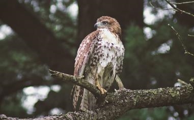 罗伊斯-奥尼尔：球队每个人都很无私 大家都在承担起自己的责任