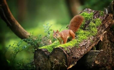 塞尔维亚女排队录像 巴黎奥运女排资格赛 对战vs捷克女排队回放 2023年09月20日 21:50:53比赛视频完整直播回看