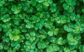 李梓嘉队录像 澳大利亚羽毛球公开赛男单半决赛 对战vs翁泓阳队回放 2023年08月05日 14:30比赛视频完整直播回看