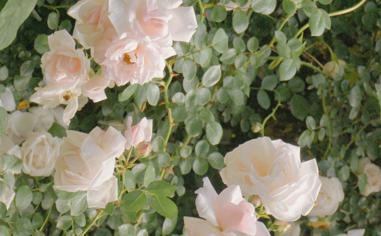 韩悦队录像 泰国羽毛球公开赛女单 对战vs金佳恩队回放 2023年05月31日 15:34:41比赛视频完整直播回看