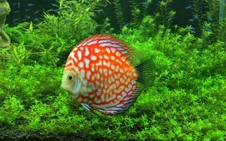 乌兹别克斯坦U23队录像 U23亚洲杯小组赛C组 对战vs黎巴嫩U23队回放 2026年01月07日 22:00比赛视频完整直播回看