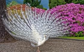 官方：前巴萨球员马尔科姆加入俄罗斯国籍 总统普京签署特别令