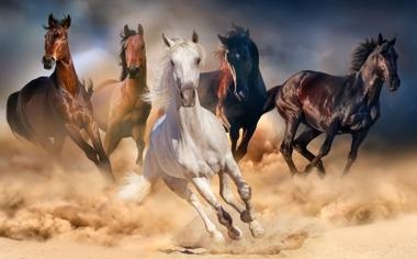 猛虎队录像 NFL季后赛美联决赛 对战vs酋长队回放 2023年01月30日 07:30比赛视频完整直播回看