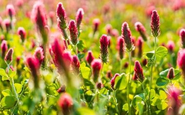 湖人更新对阵黄蜂伤病报告：詹姆斯大概率出战冲击两连胜，浓眉等三人缺席